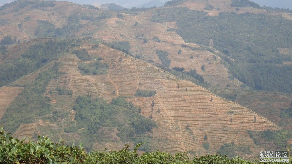 <em>茶叶妹</em>的村子,欢迎朋友们能到<em>福建</em>去看看哦。