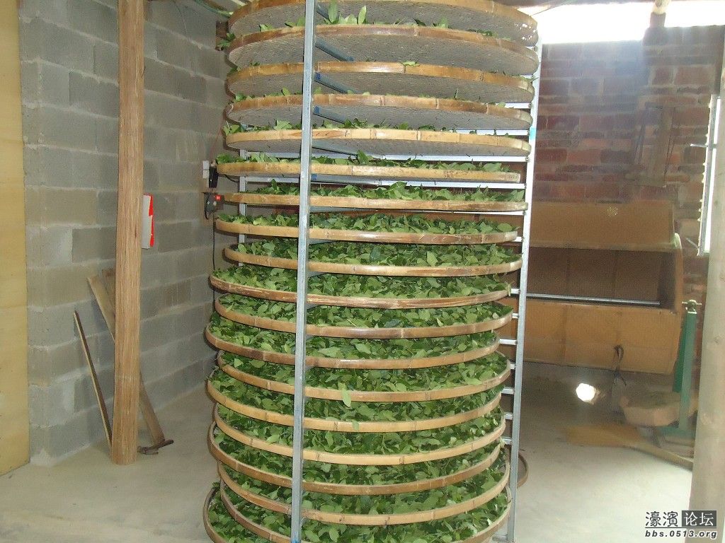 <em>茶叶妹</em>的村子,欢迎朋友们能到<em>福建</em>去看看哦。