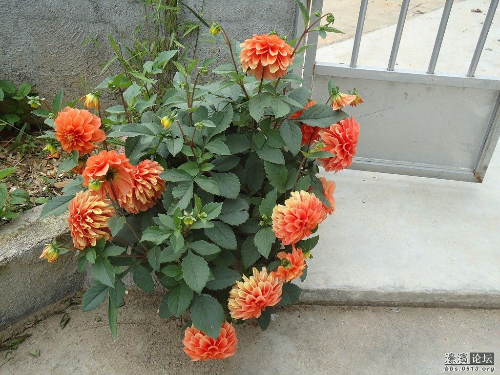 <em>茶叶妹</em>的村子,欢迎朋友们能到<em>福建</em>去看看哦。