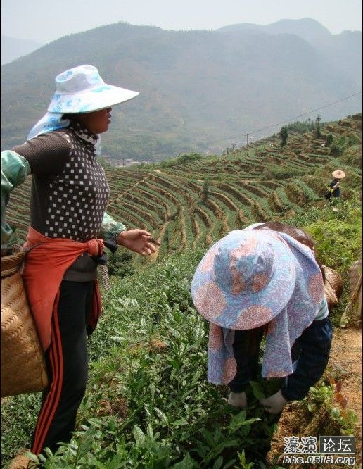 <em>茶叶妹</em>的村子,欢迎朋友们能到<em>福建</em>去看看哦。