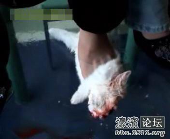 泯灭人性!<em>美女</em>竟<em>踩死</em>活生生的兔子 视频曝光网