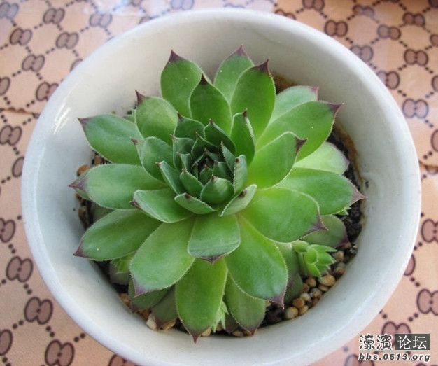 自己在家种点花草,养点蔬菜,生活真美好