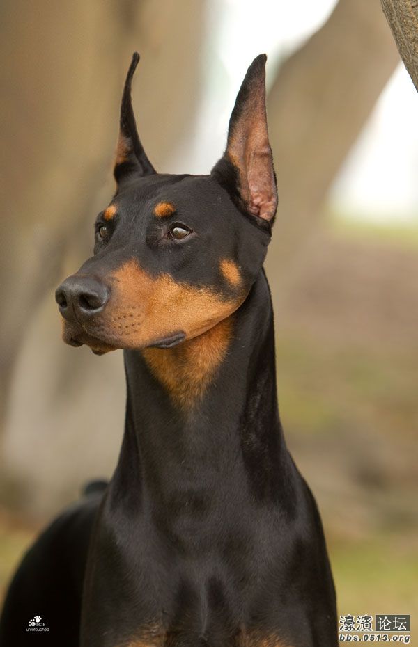 foxfire dobermans 世界著名美系杜宾犬舍展示