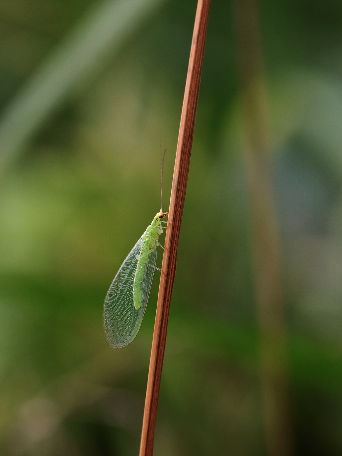 (百微拍虫)草蛉和"优昙婆罗花"
