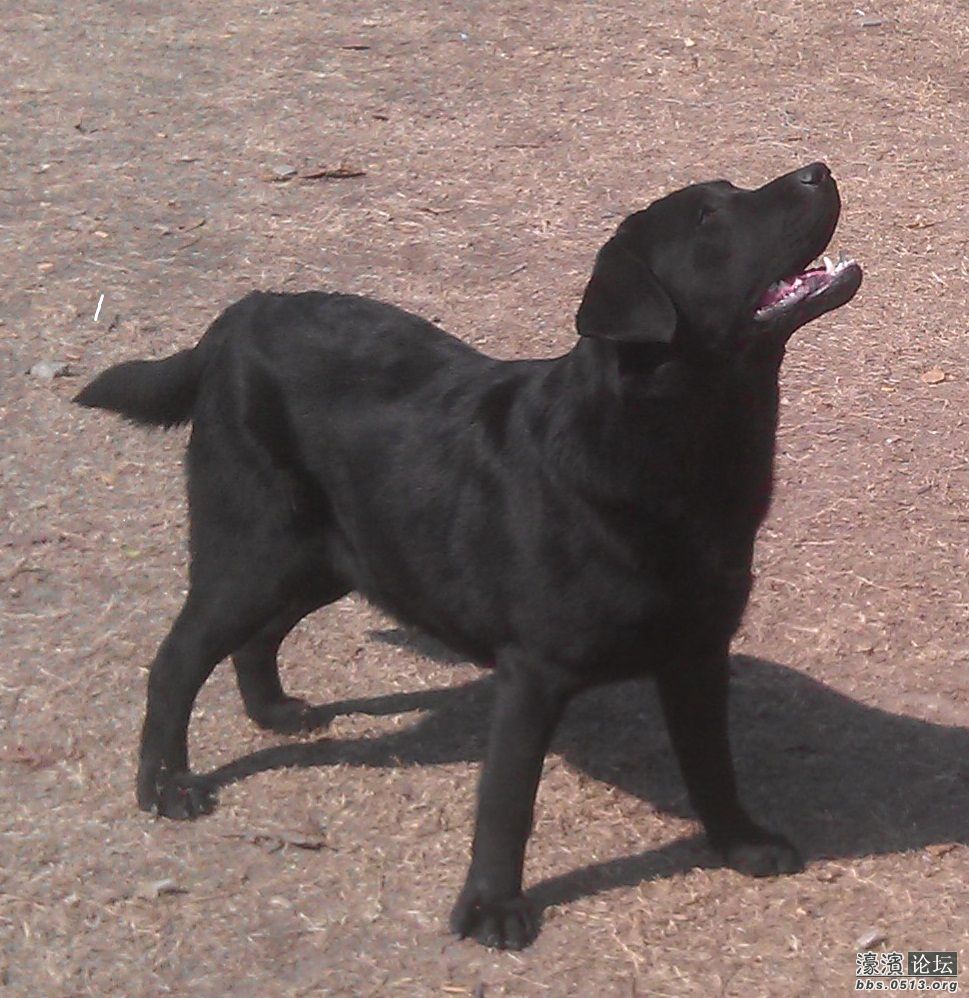 <em>找妹子,找</em>妹子了,双血统公拉布拉多,找老婆了。