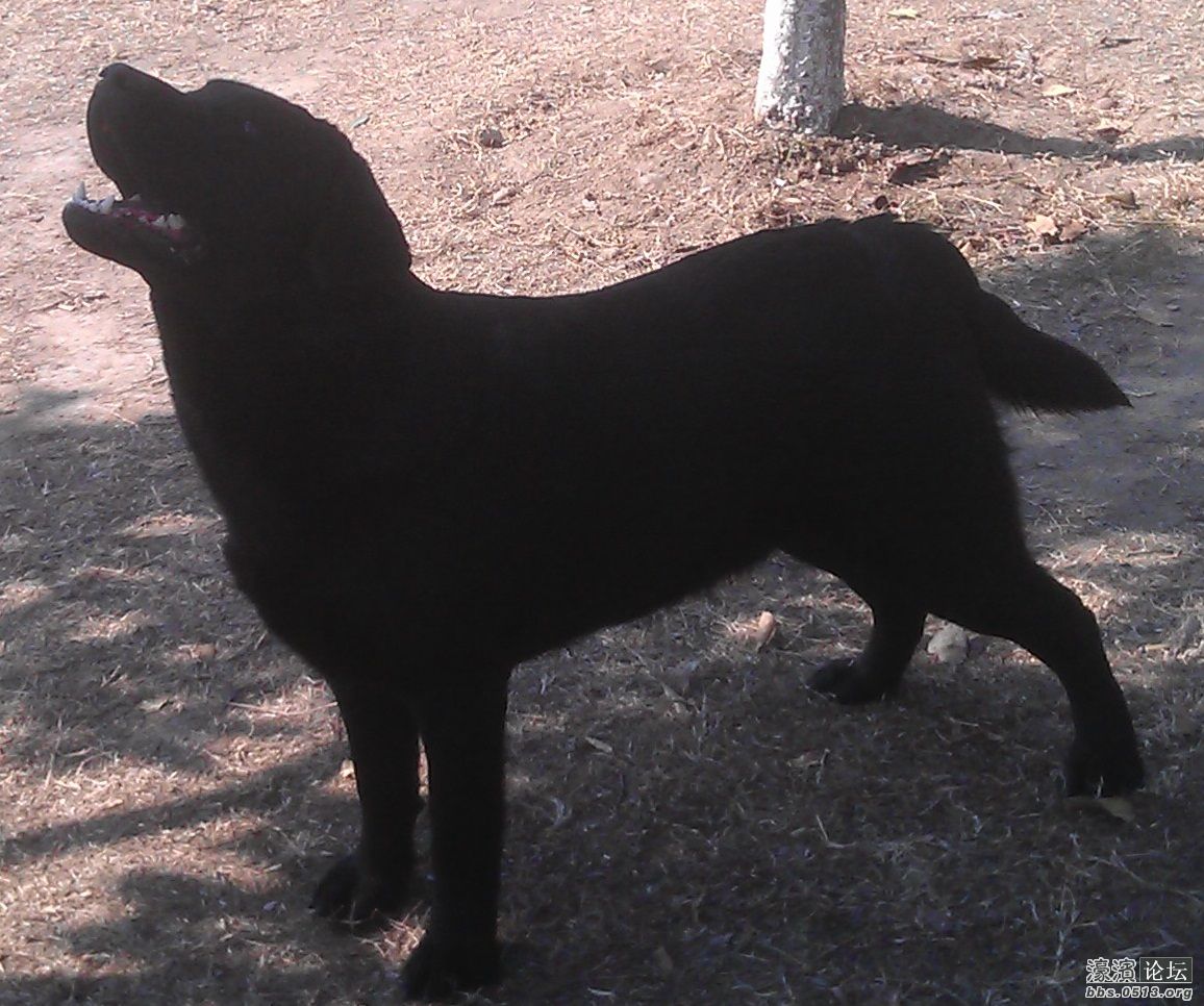 <em>找妹子,找</em>妹子了,双血统公拉布拉多,找老婆了。