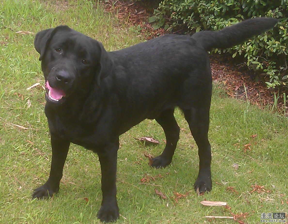 <em>找妹子,找</em>妹子了,双血统公拉布拉多,找老婆了。