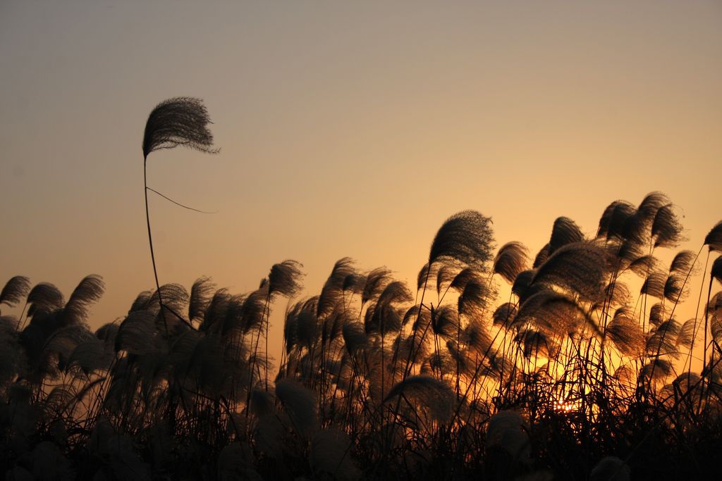 芦花