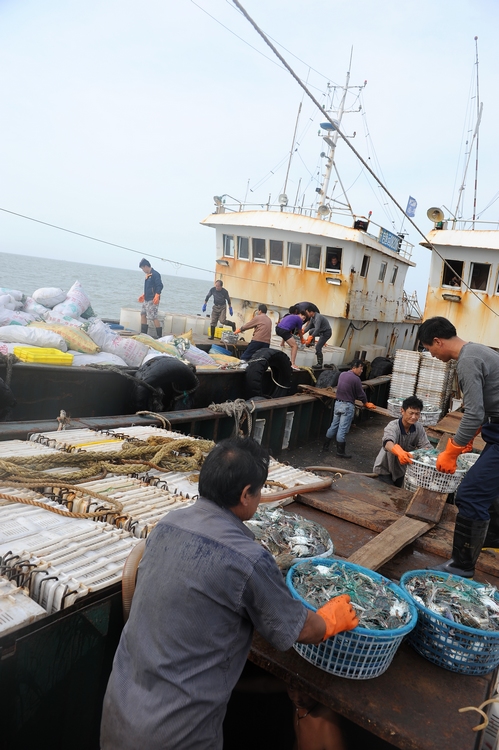 随船出海渔船捕鱼纪实照