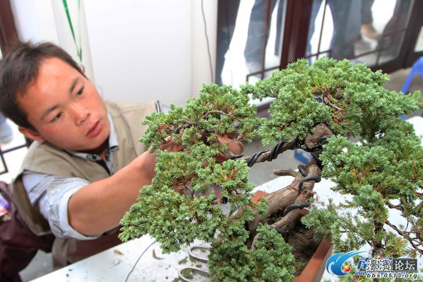 南通盆景工全国花木之乡赛技能在如皋举行-