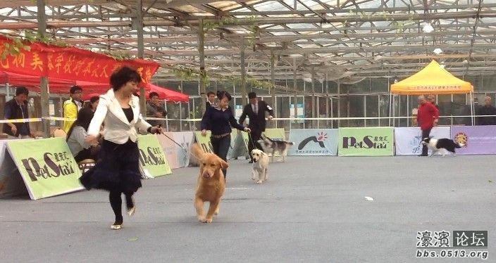 宠立坊宠物店美容师张娜顺利通过ngkc苏州a级