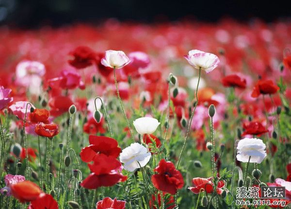 四川阿坝 绚丽的颜色和濒死的香--罂粟花海-驴