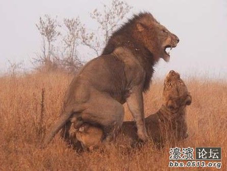 野生狮子交配的罕见瞬间