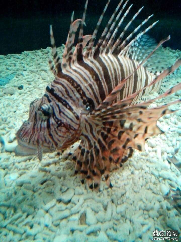 壁纸 动物 海底 海底世界 海洋馆 水族馆 鱼 鱼类 720_960 竖版 竖屏