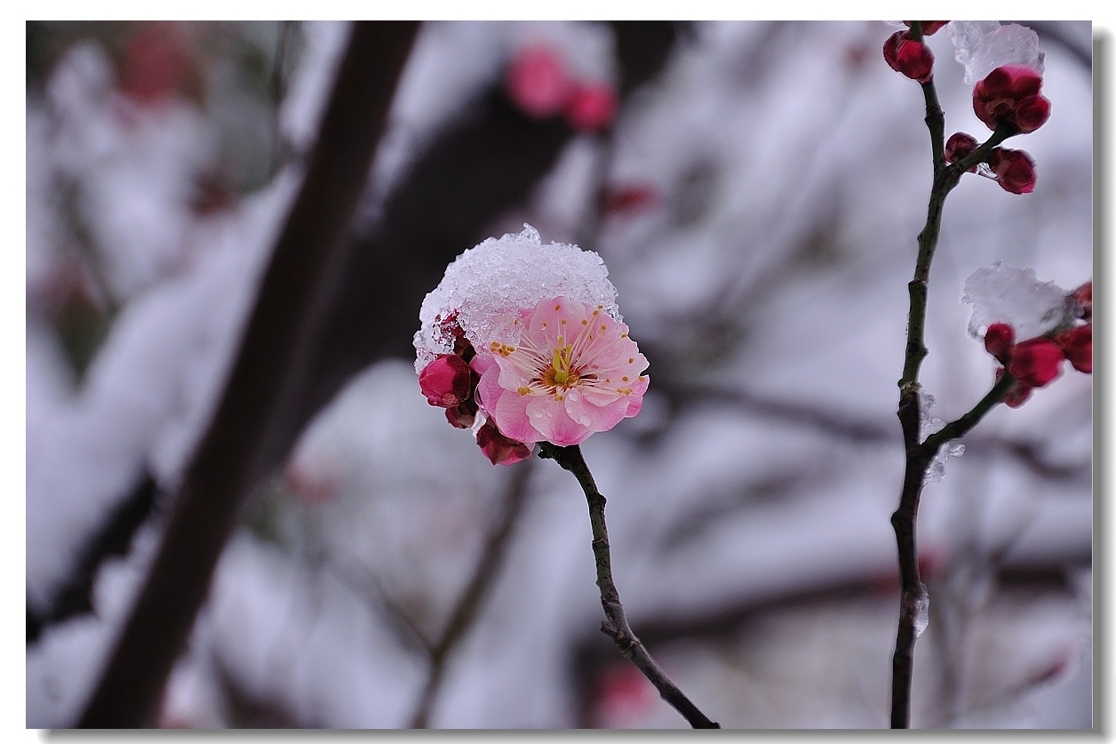 导航 69 生活娱乐 69 南通摄影俱乐部 69 雪景  雪中梅花06.