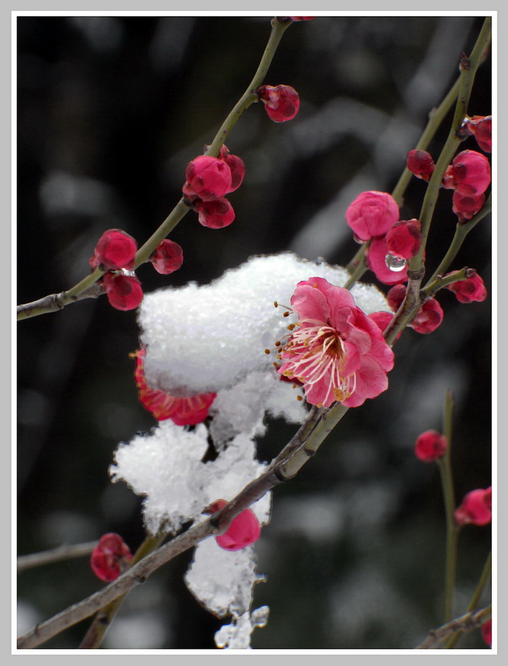 雪梅