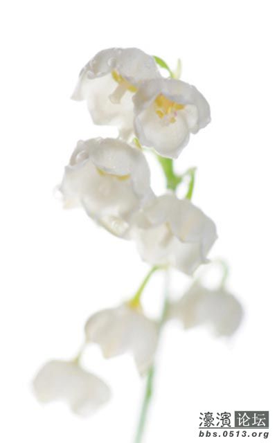 千金子藤花