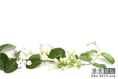 千金子藤花