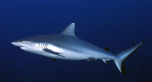 海洋知识五花八门的鲨鱼