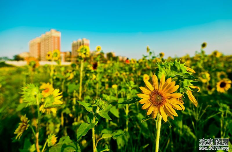 在市北高新(南通)科技城拍的向日葵,送给喜欢的