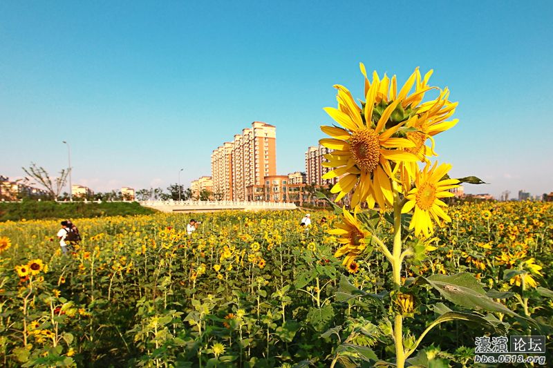 在市北高新(南通)科技城拍的向日葵,送给喜欢的