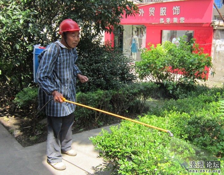 为小树苗除虫 - 民情直通车