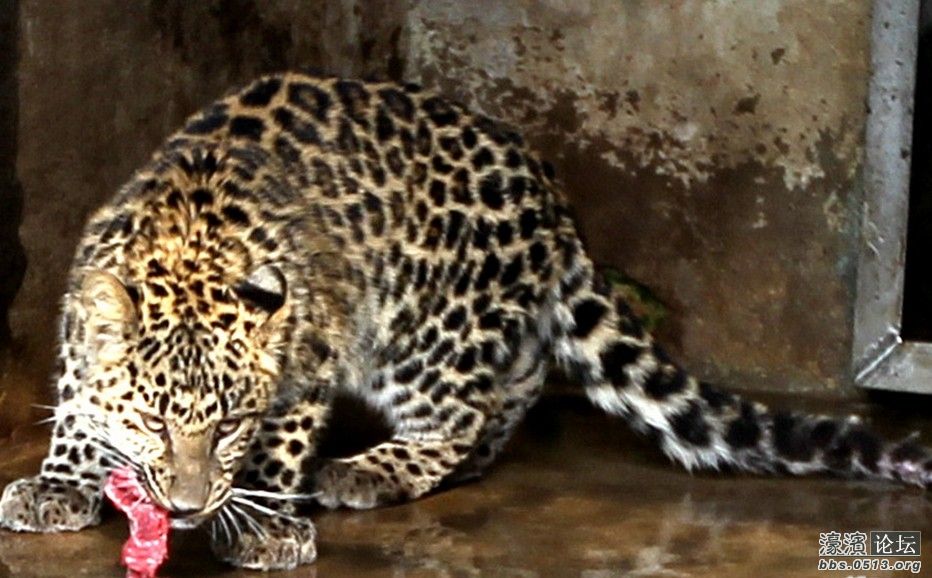 气温骤降 看南通动物园里的动物们如何御寒