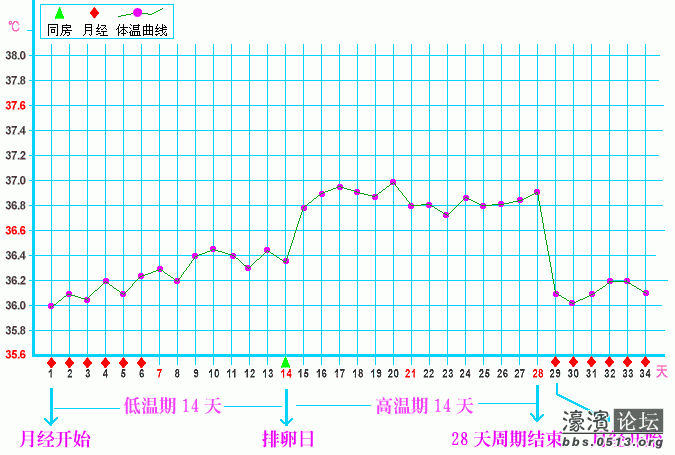 有正常排卵的曲线图