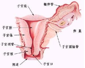 子宫里原来这么脏<em>中国女性</em>每年有20万<em>人口</em>死