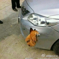 做老实人规矩事的广播