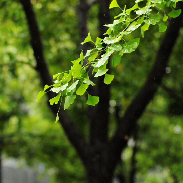 下雨的周末,格外清新!