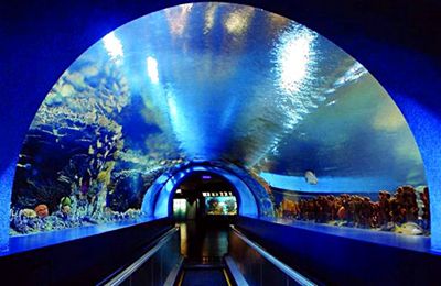 [中国国旅]上海长风海洋世界一日游 独家赠送体验韩国