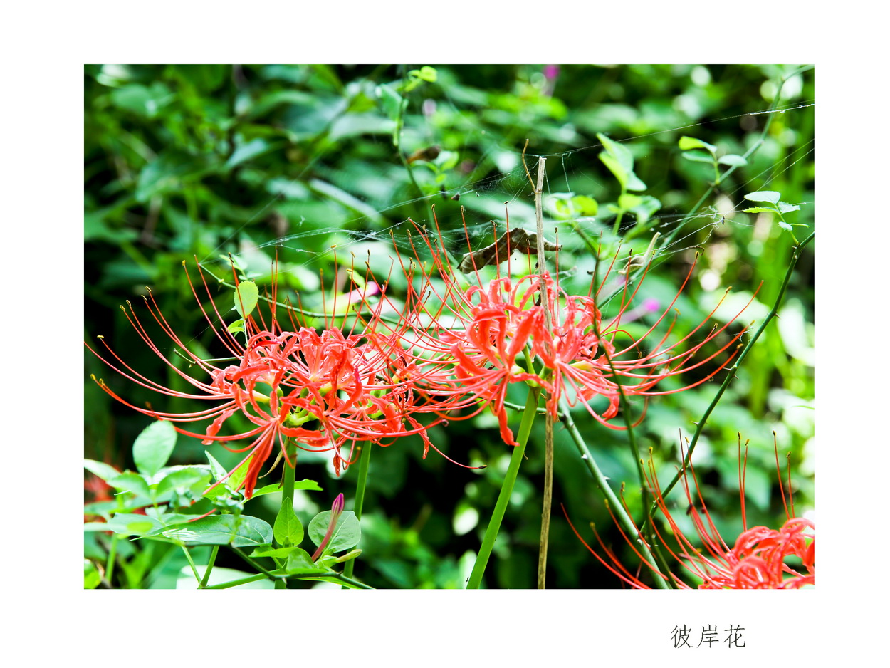 山里的彼岸花