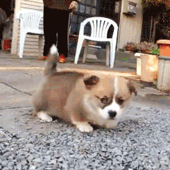 刚会走路的小动物们~啊啊啊啊好萌啊!