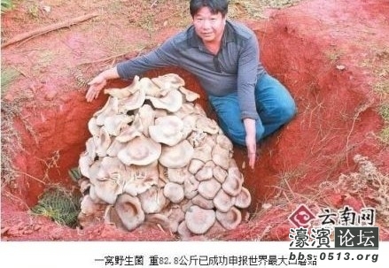单单看人的肉眼能观察到的子实体的话,世界上最大的"蘑菇"在哪里?