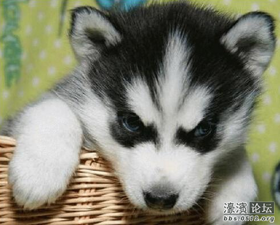 想买狗狗的朋友请联系我 联系人:大牛 电话:150 5159 2260 QQ:2826294201 微信:jyqy68 给您的售后保障: 1、终身保证纯种,鉴定不是纯种随时无条件退款 2、售后1个月内狗狗生病死亡免费赔付同品质狗狗一只 3、提供售后3个月免费医疗,无论任何疾病均可 4、免费提供狗狗四年全部进口疫苗注射,四年内全部体内、体外驱虫保健 5、提供终身免费售后咨询问答,包括喂食、饲养环境、疾病、配种等 6、宠物用品和家养享受七折优惠,同一客户购买第二只狗狗可享受8折优惠 7、狗狗因为顾客照顾不善(