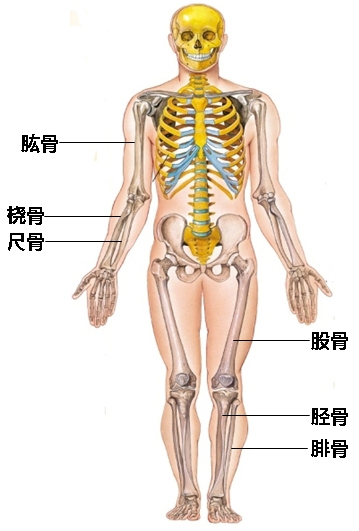 识骨寻踪速成班:身高篇