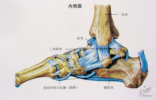 踝关节韧带内侧图.图片来自:91sqs.com.