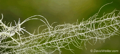 酷炫动图(三十三):虫篇