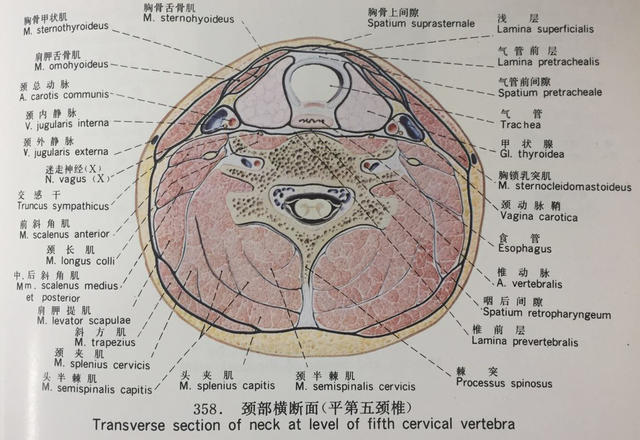 "换头手术"今年做?人类真的准备好了吗?