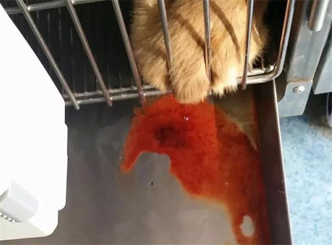 南通康美宠物医院 69 一例细小继发肠套叠的案例分享  患犬拉血便