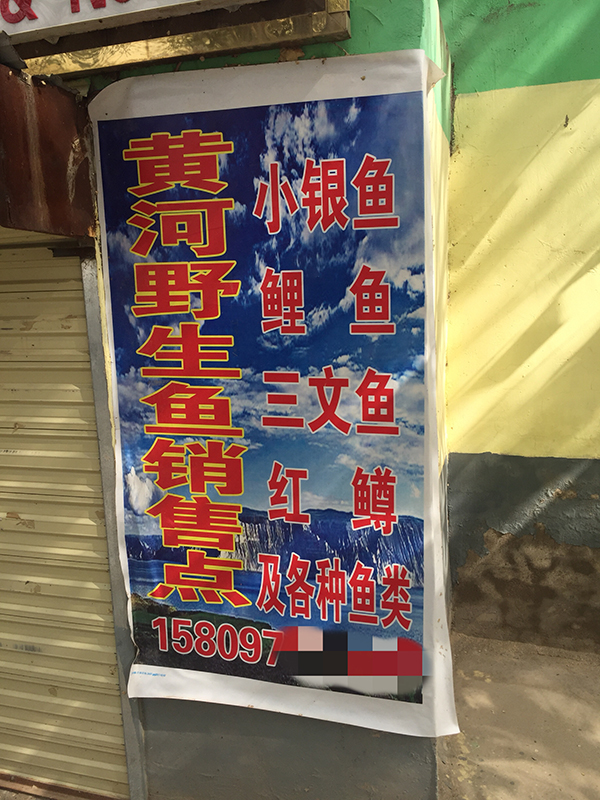“淡水三文鱼”到底是什么鱼?实地探访青海省龙羊峡水库 “淡水三文鱼”到底是什么鱼?实地探访青海省龙羊峡水库