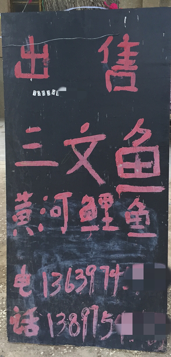 “淡水三文鱼”到底是什么鱼?实地探访青海省龙羊峡水库 “淡水三文鱼”到底是什么鱼?实地探访青海省龙羊峡水库