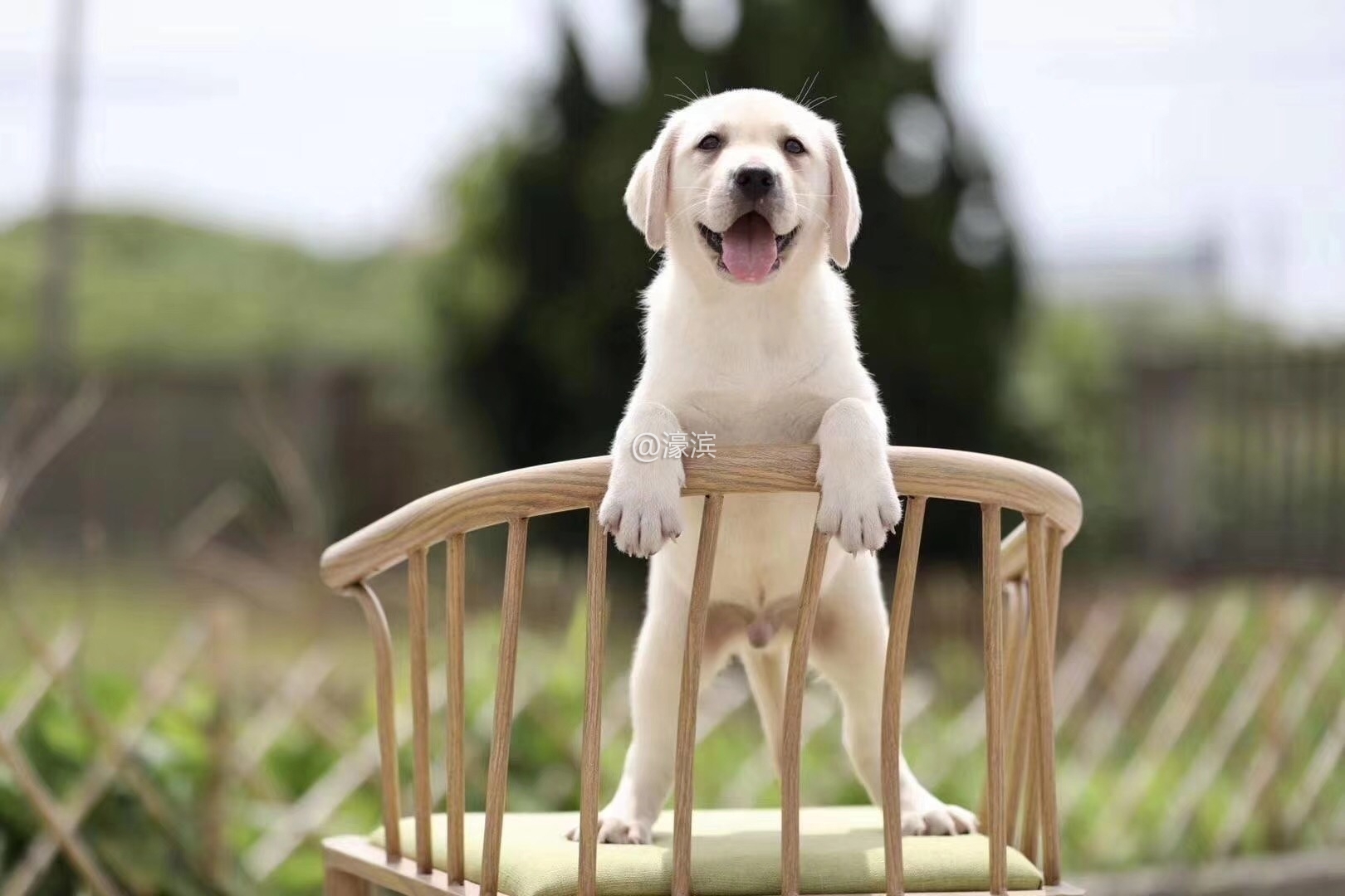 忠实温顺拉布拉多幼犬 神犬小七大头版