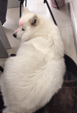 狗 狗狗 猫 猫咪 小猫 桌面 250_364 竖版 竖屏 手机 gif 动态图 动图