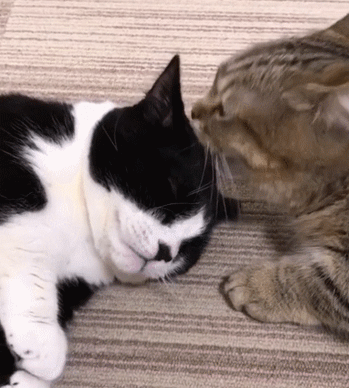 这对小短腿猫猫,光看它们走路就可以看一天,太治愈了!