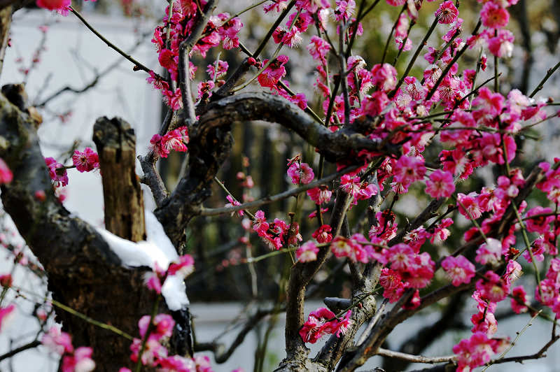 壁纸雪中的梅花展示