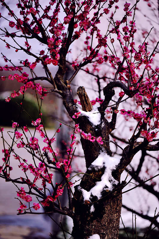 风雪后的梅花山盆景园