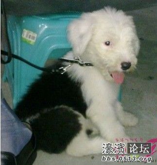 出售2个月纯种公古牧.白头通背图片