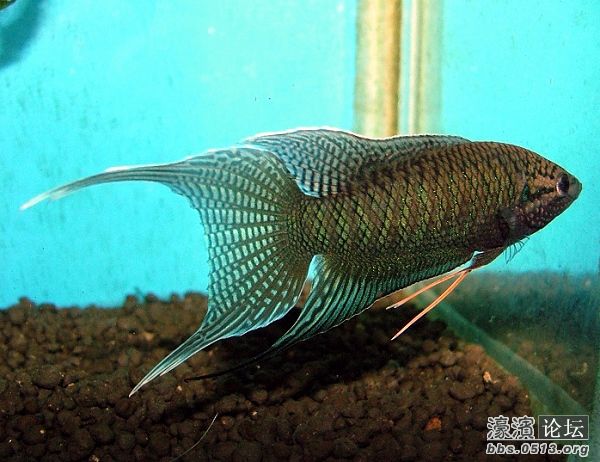 中国斗鱼饲养器材的简单介绍 - 南通观赏鱼俱乐